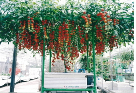 �z�[���n�C�|�j�J�R�O�R